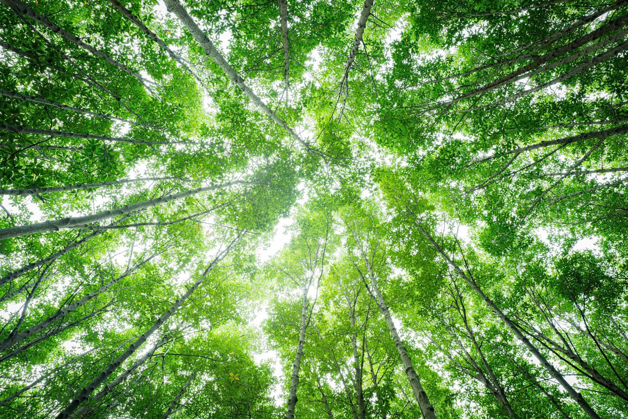 chiome di alberi viste dal basso