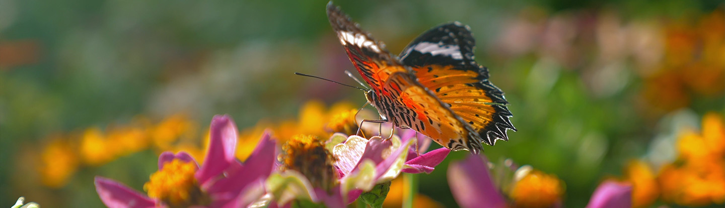 una farfalla appoggiata su un fiore