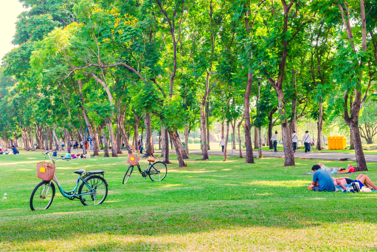 biciclette e persone insieme in un prato verde