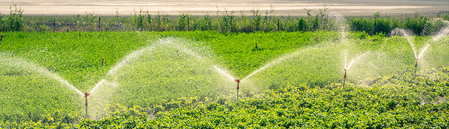 campi verdi irrigati