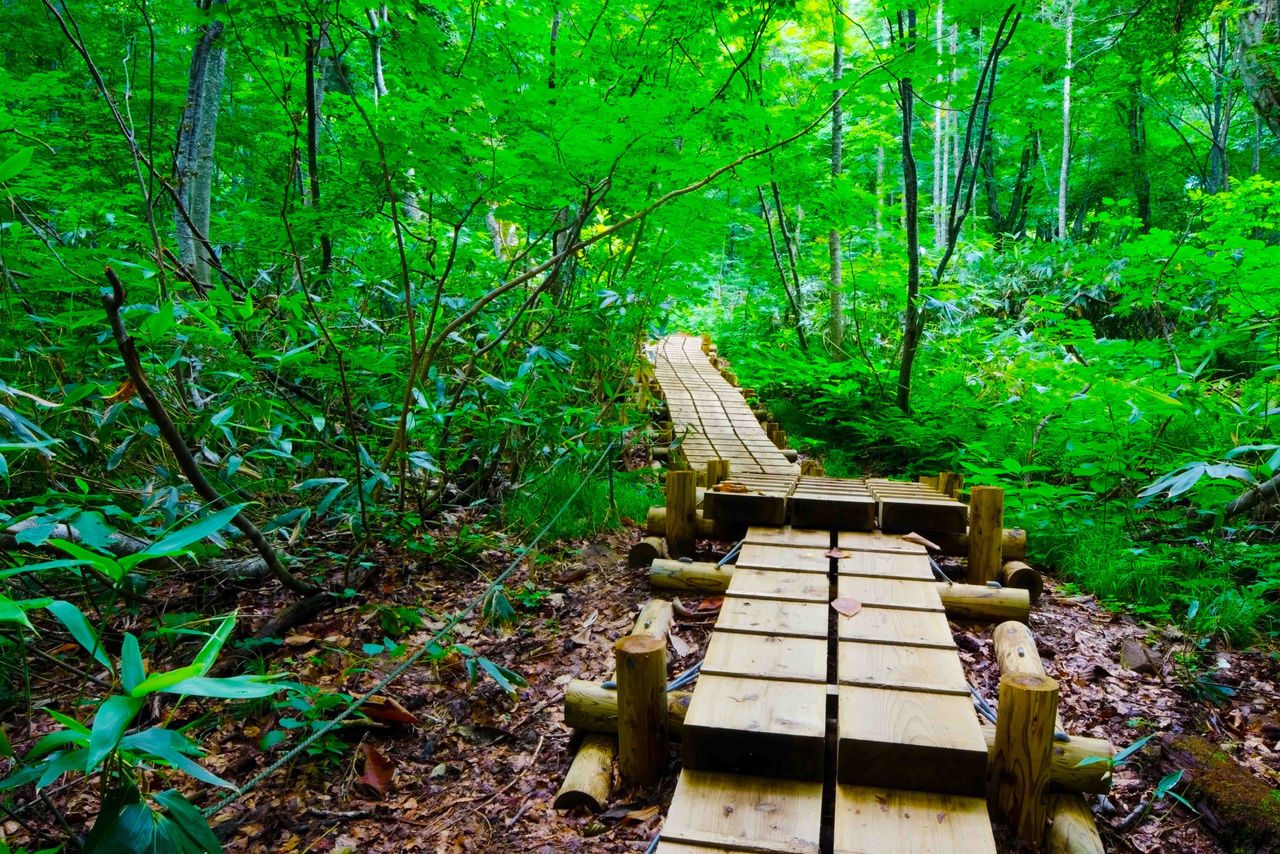 percorso di legno nella foresta