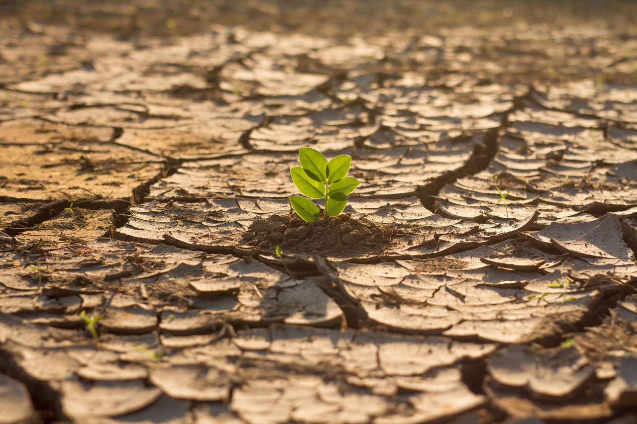 Foglia che nasce dalla terra secca